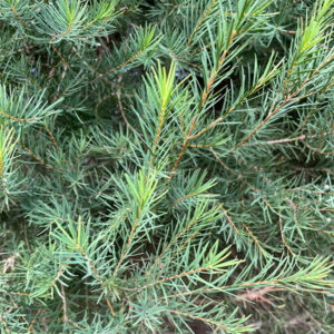 Melaleuca Tea Tree plant for sale online couriered nationwide South Africa