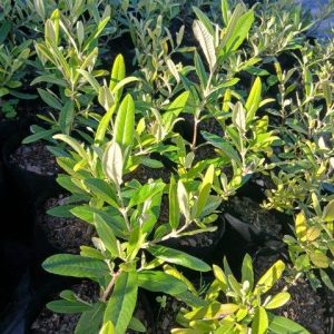 Anastrabe integerrima for sale online South Africa